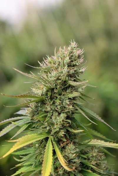 Cima di cannabis di grosse dimensione in maturazione - dieci giorni dal raccolto - Bongae