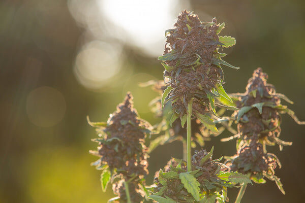 Pianta di cannabis legale fiorita pronta per essere raccolta - staging.bongae.com