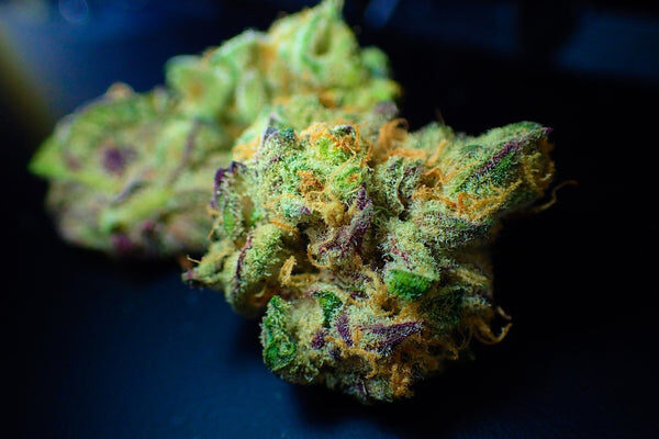 Fiori di cannabis light raccolti ed essiccati