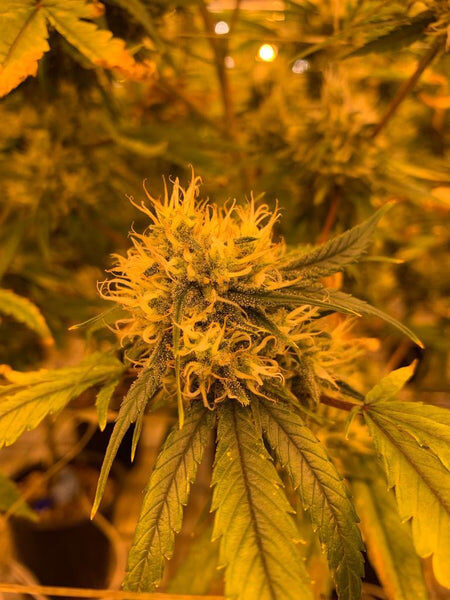 Apicale di cannabis light durante la fioritura indoor - staging.bongae.com