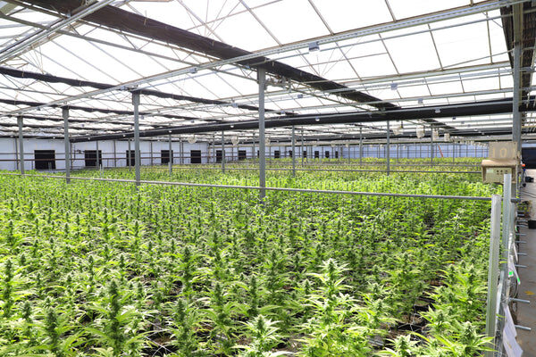 LA CANNABIS DIVENTA LEGALE IN THAILANDIA - Articolo di Bongae.com
