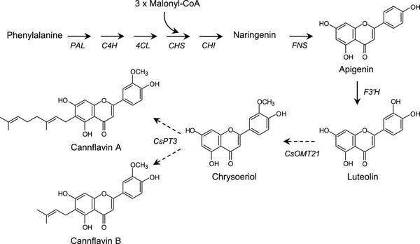 Sintesi formazione della molecola di cannaflavina, articolo completo solo su staging.bongae.com