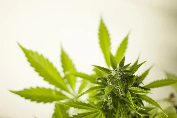 La cannabis legale nel mondo - la situazione aggiornata in italia